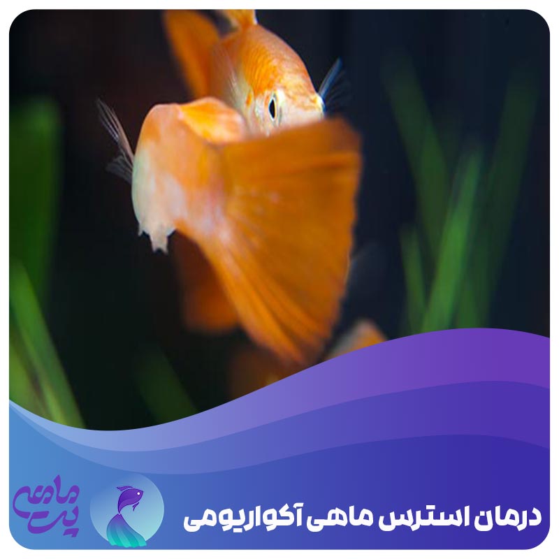 درمان استرس ماهی آکواریومی