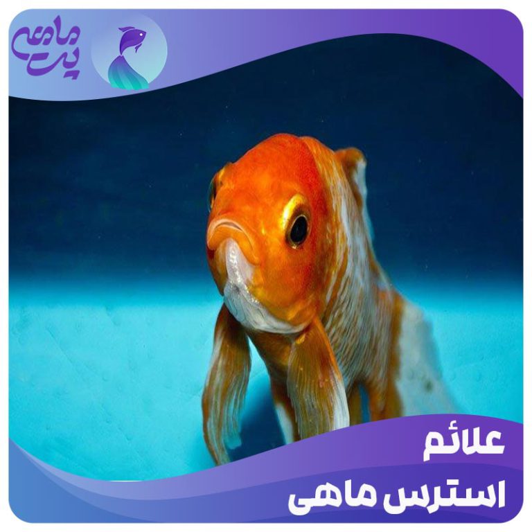علائم استرس ماهی