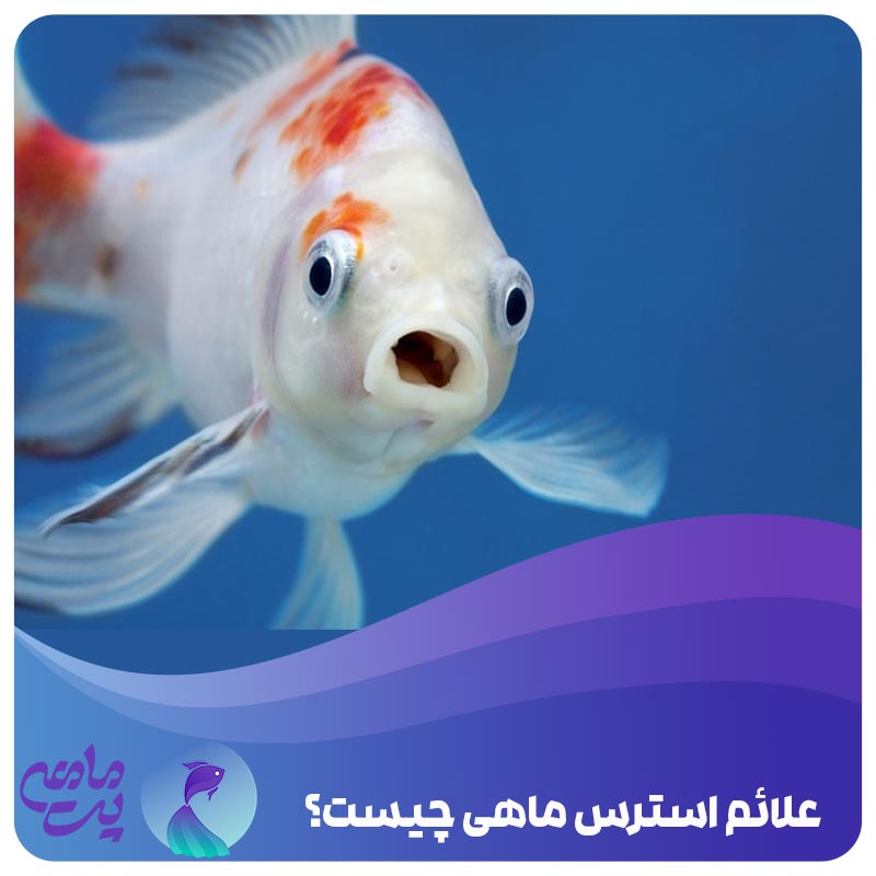 علائم استرس ماهی چیست