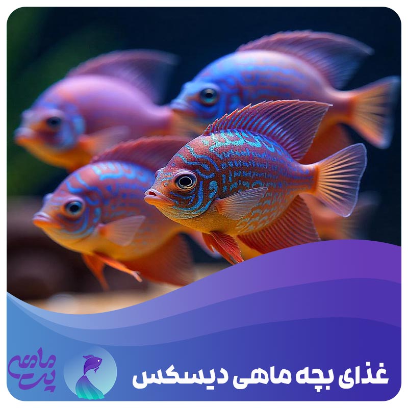 غذای بچه ماهی دیسکس