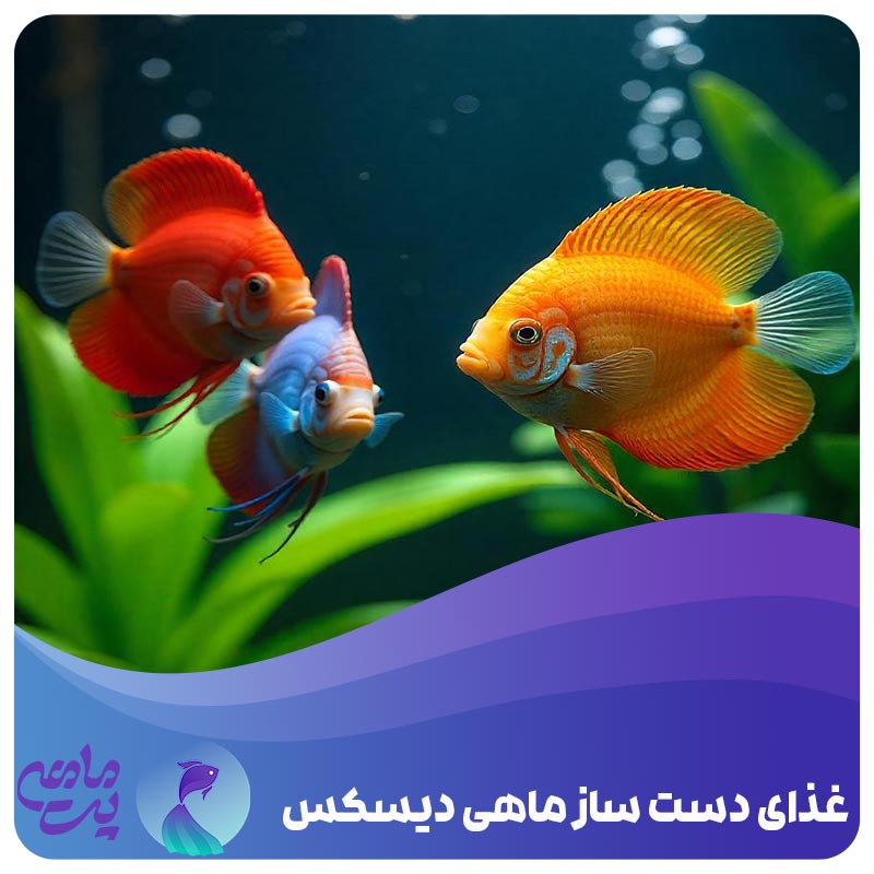 غذای دست‌ ساز ماهی دیسکس 