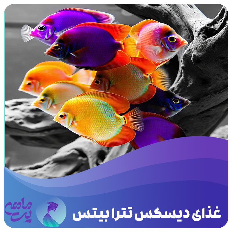 غذای دیسکس تترا بیتس