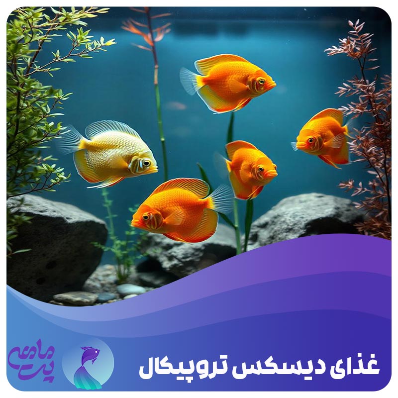 غذای دیسکس تروپیکال