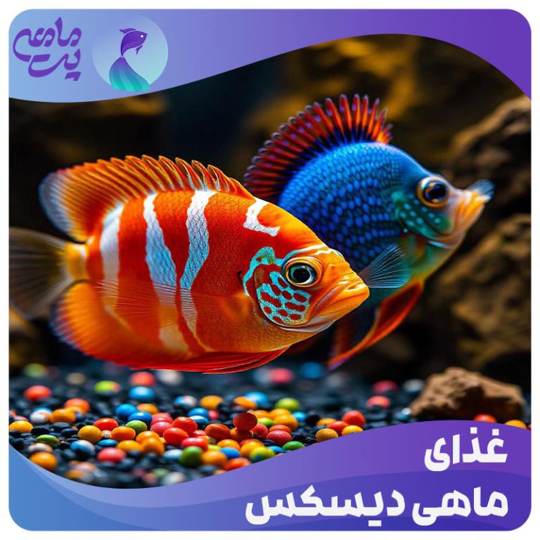 غذای ماهی دیسکس