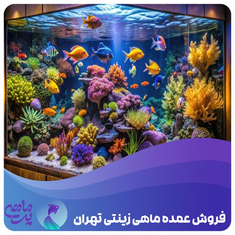 فروش عمده ماهی زینتی