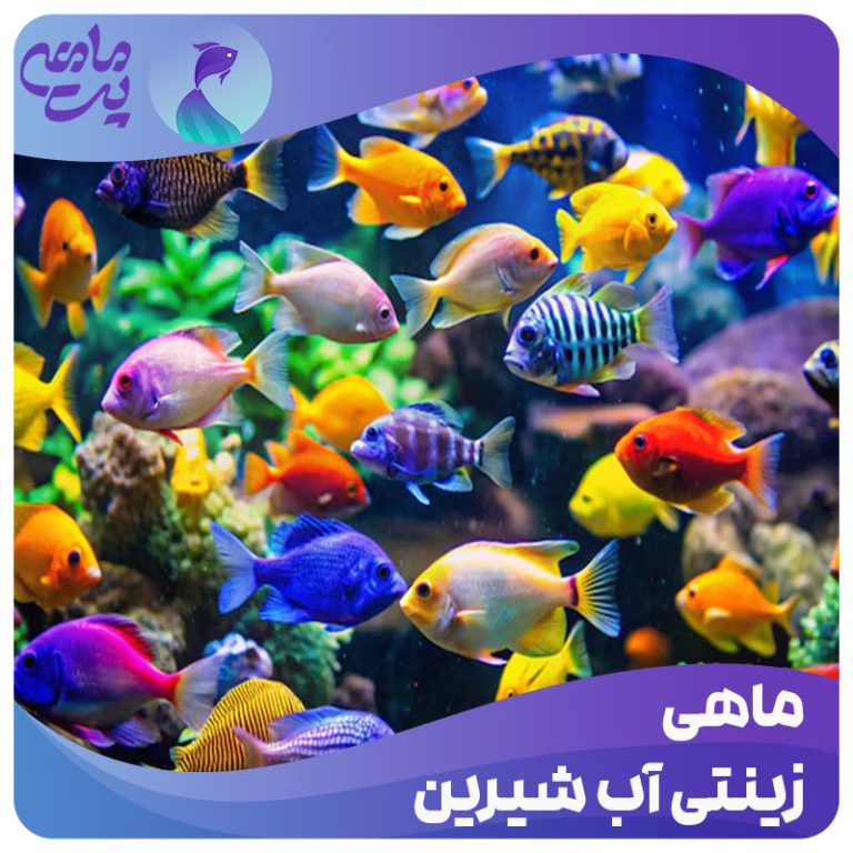 ماهی زینتی آب شیرین