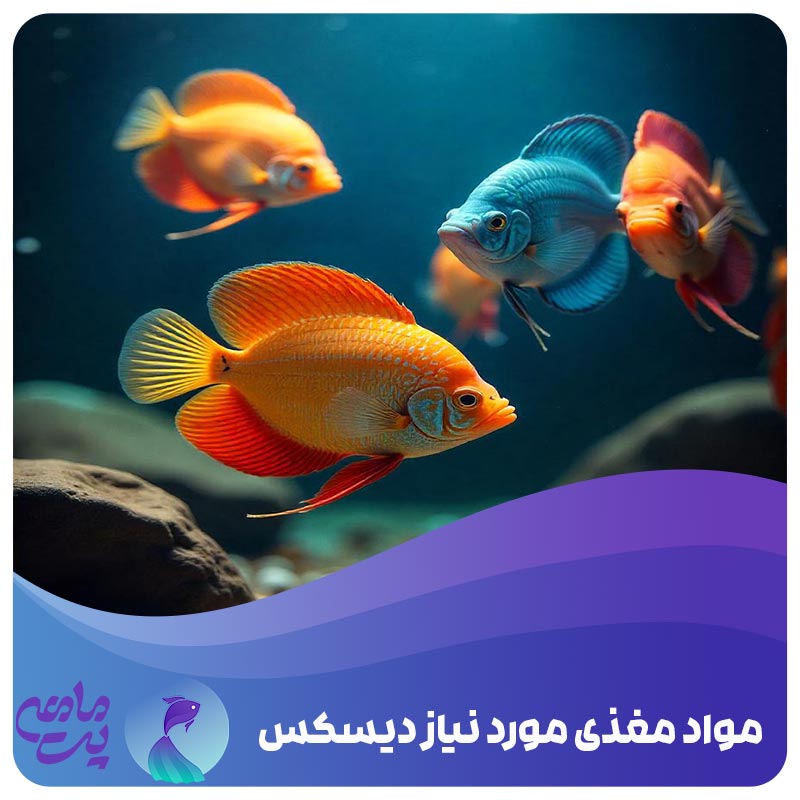 رشد سریع ماهی دیسکس