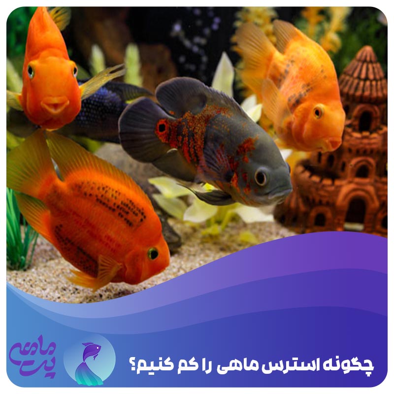 چگونه استرس ماهی ها را کم کنیم