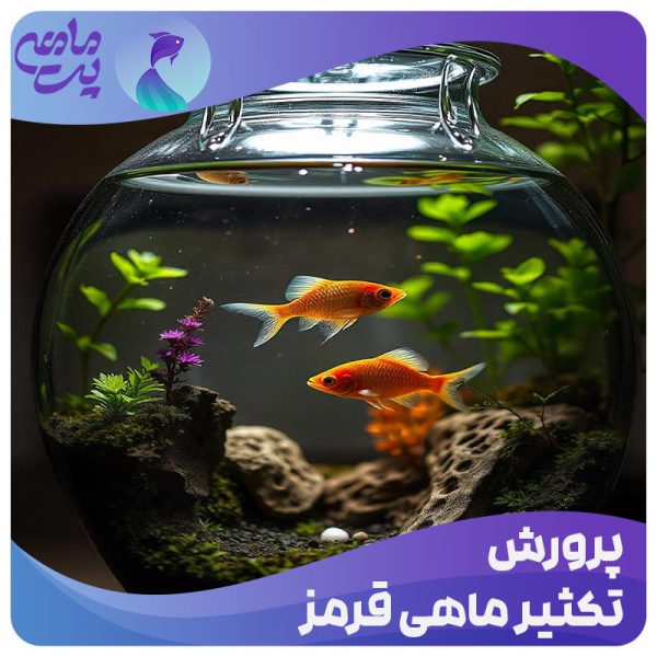 تکثیر و پرورش ماهی قرمز