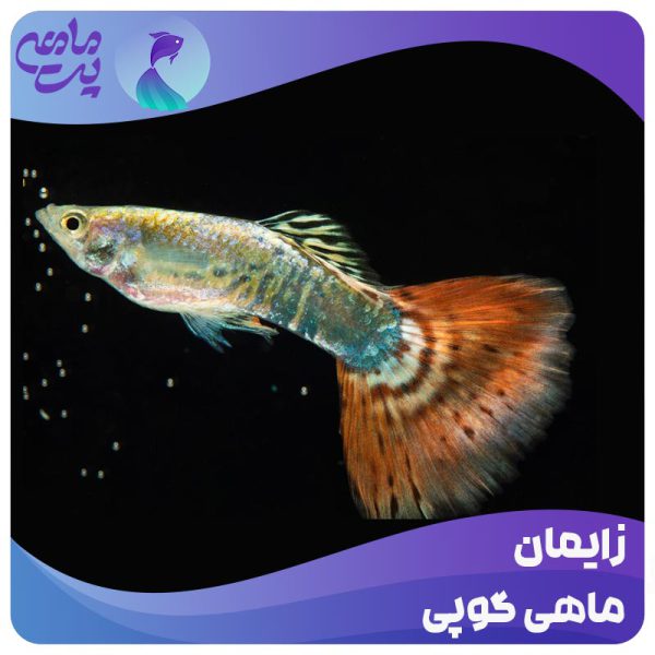 زایمان ماهی گوپی