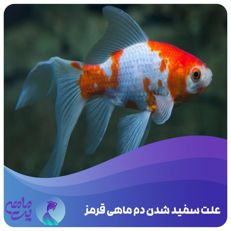 علت سفید شدن دم ماهی قرمز