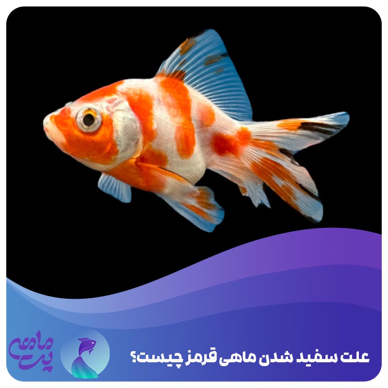 علت سفید شدن ماهی قرمز چیست؟