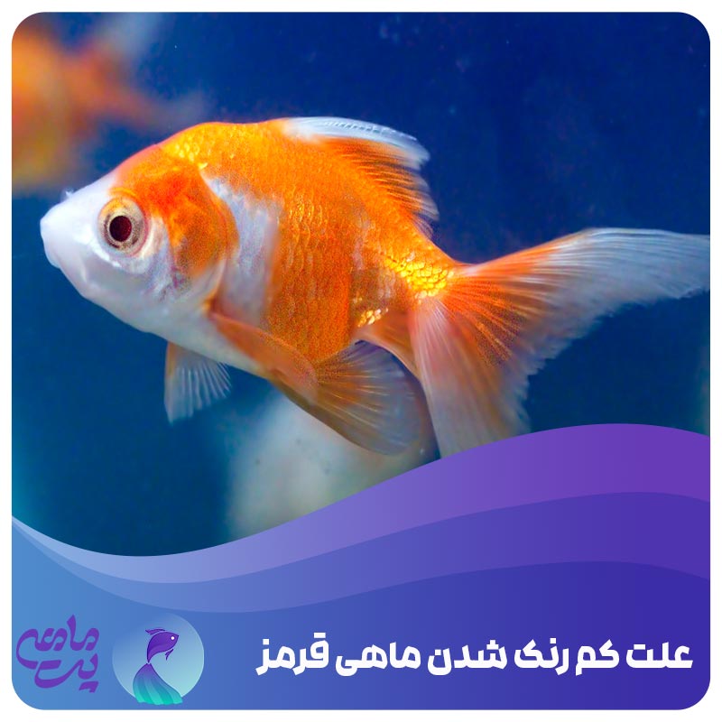 علت کم‌ رنگ شدن ماهی قرمز   