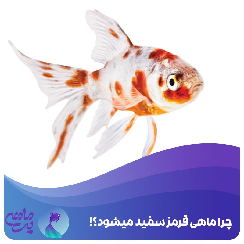 چرا ماهی قرمز سفید میشود