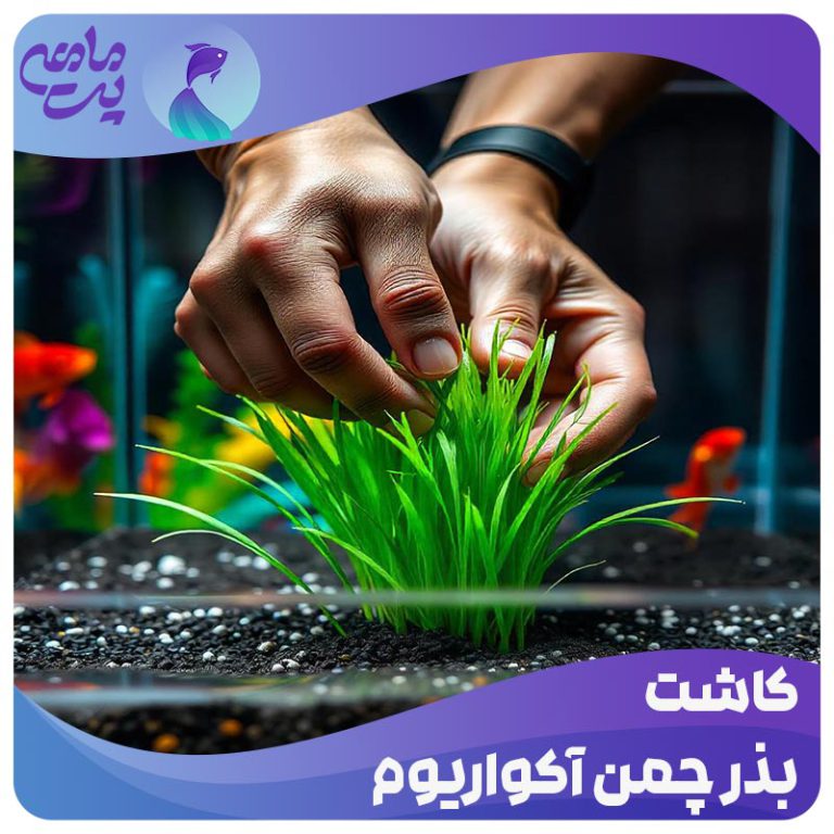کاشت بذر چمن آکواریوم