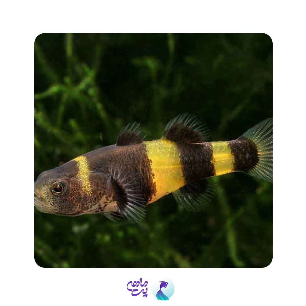 ماهی گابی زنبوری 1 تا 2 سانت