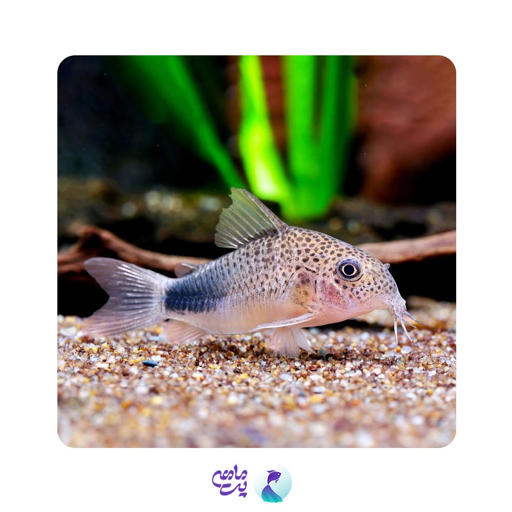 ماهی کوریدوراس سیمیلس سایز 1 تا 2 سانت