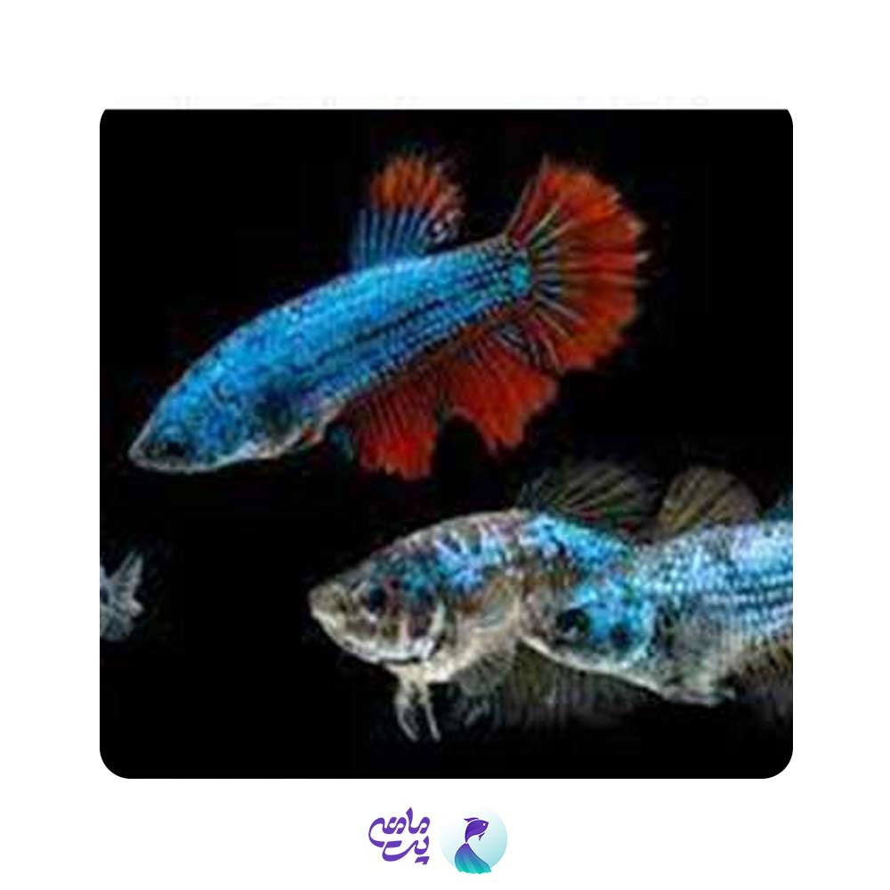 فایتر ماده هافمون