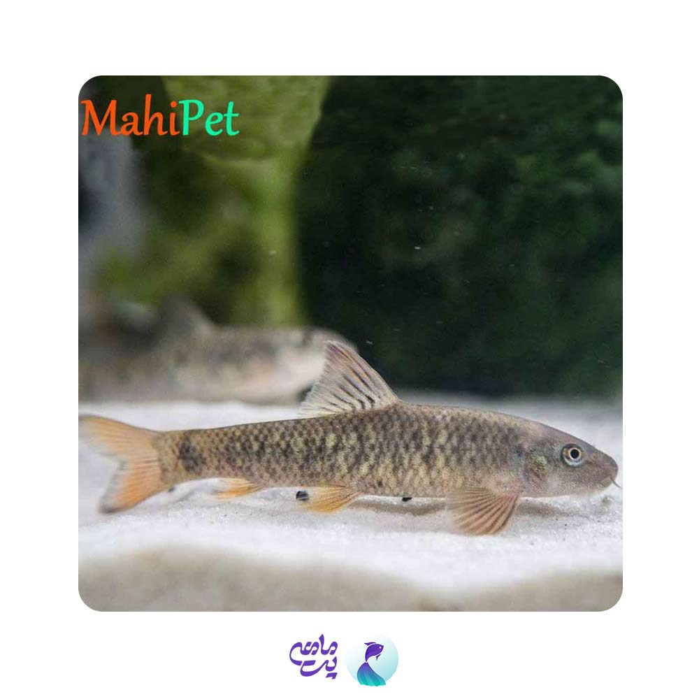 کت گارا روفا (دکترفیش) 5 تا 7 سانت