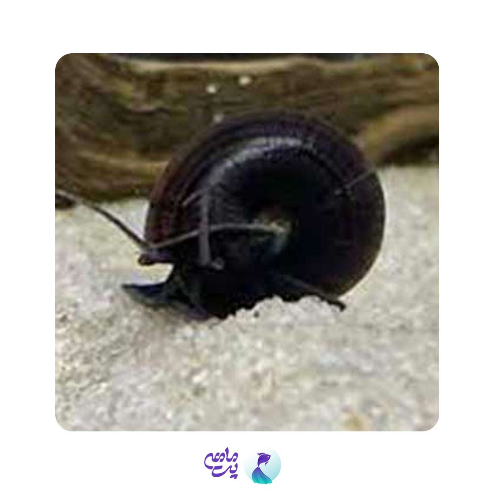 حلزون بلک 2-3 سانت