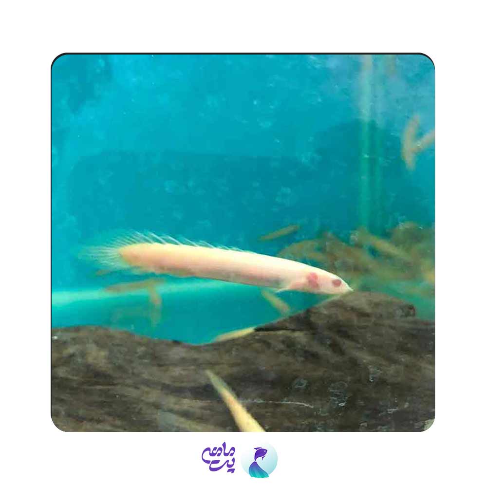 ماهی پلی آلبینو سایز 12 تا 13 سانتی متر