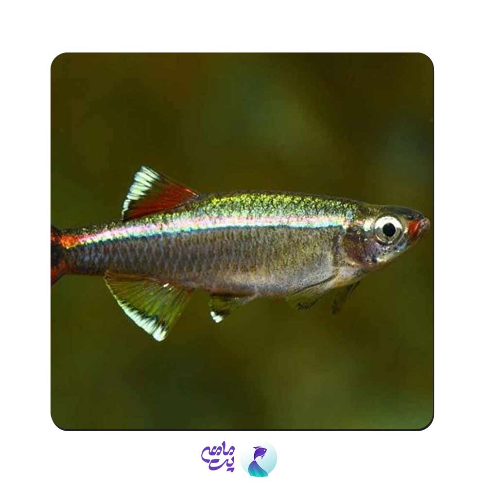 ماهی تترا وایت کلود 1 تا 2 سانتی متر