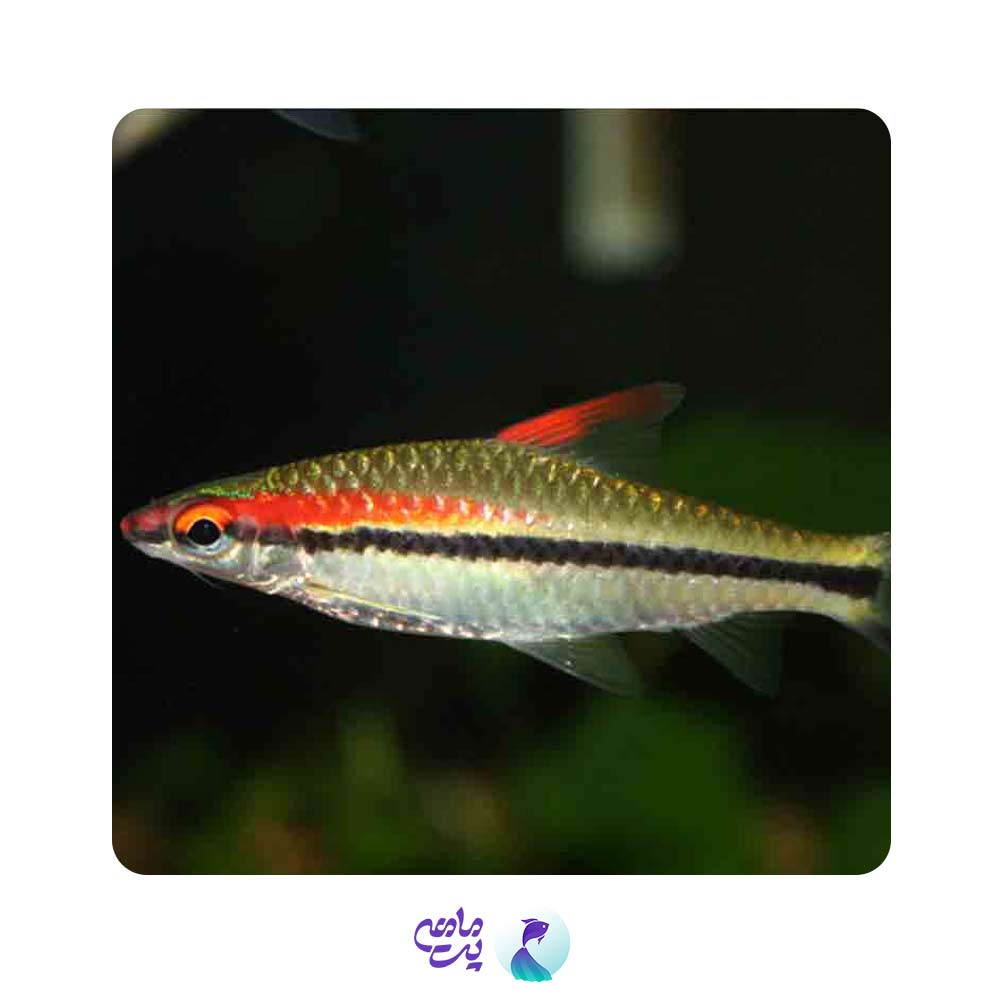 ماهی ردلاین 4 تا 5 سانتی متر