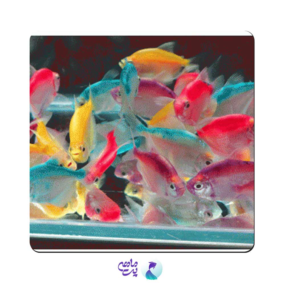 ماهی کالر ویدو 2 تا 3 سانت