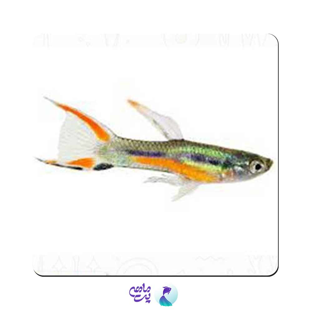 گوپی اندلر لیزر