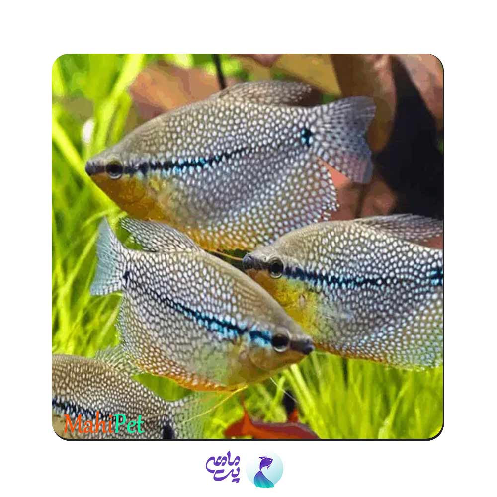 ماهی پرل گورامی 6 تا 7 سانتی متر