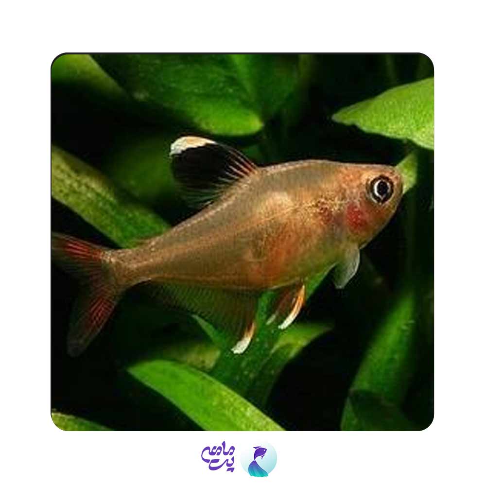 ماهی تترا رزی 1 تا 2 سانتی متر