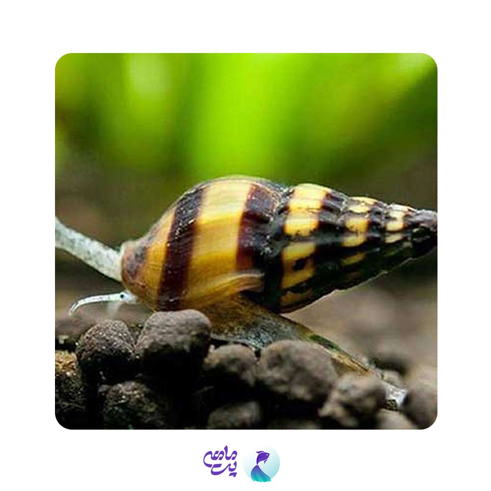 حلزون کیلر بزرگ 1.5 تا 2 سانت