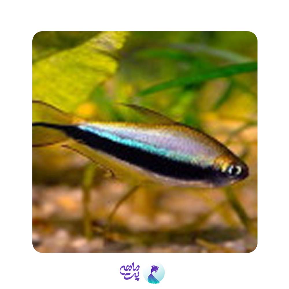 ماهی تترا امپراتور ارغوانی 1 تا 2 سانتی متر