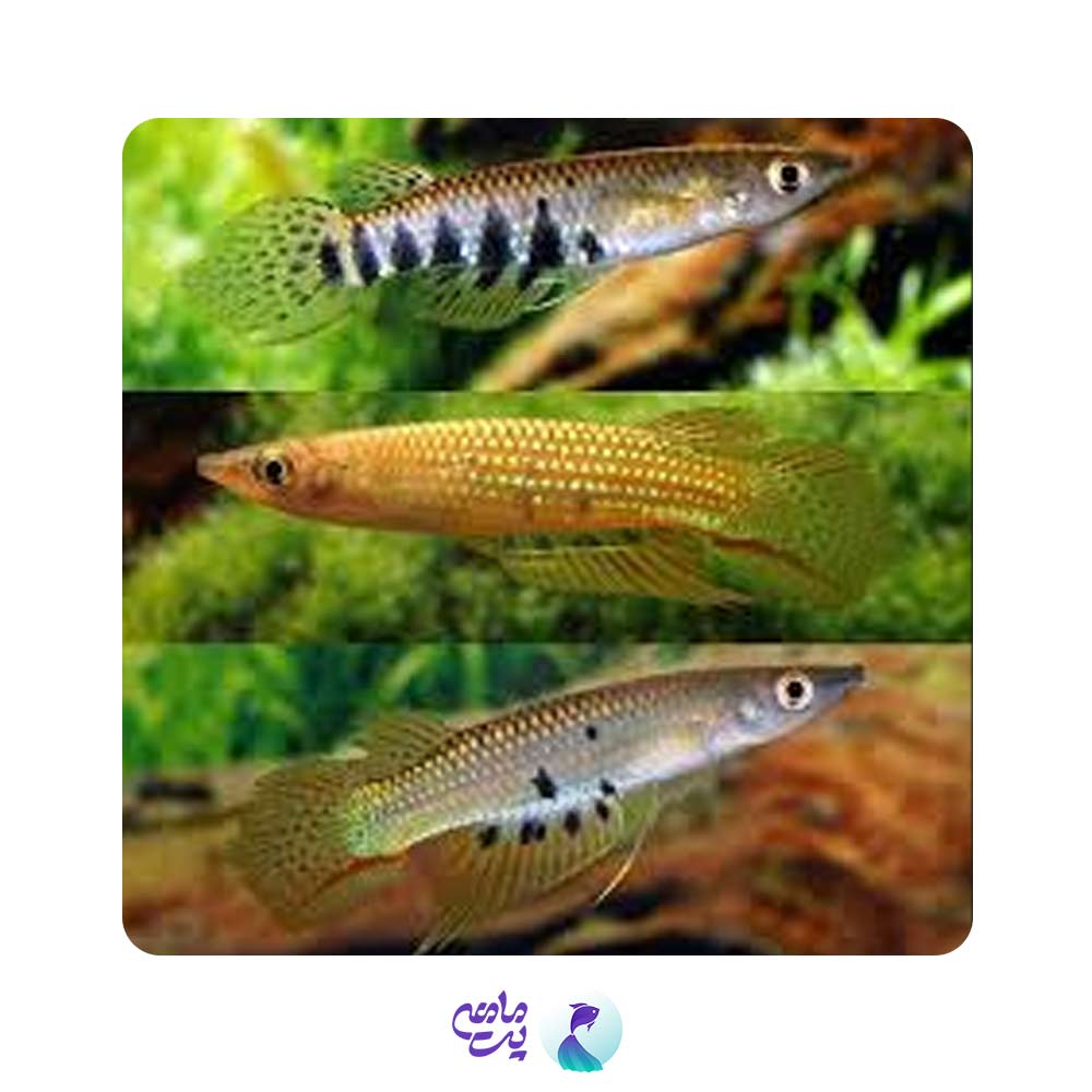 ماهی پانچاکس 3 تا 5 سانتیمتری
