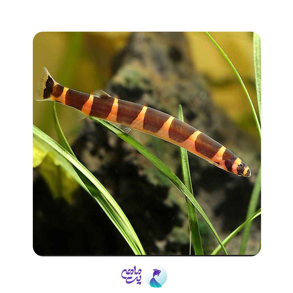 ماهی لوچ نیم نوار 4 تا 6 سانتیمتری