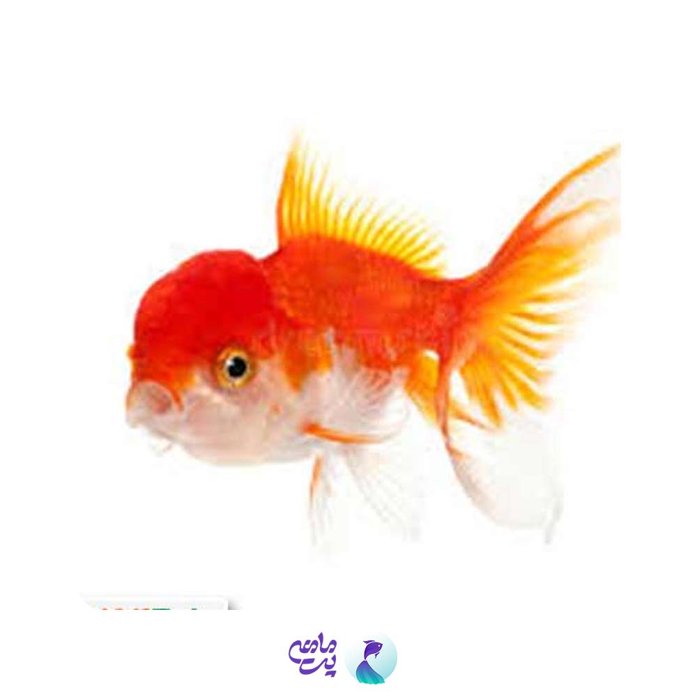 گلدفیش کله شیری 3 تا 4 سانت