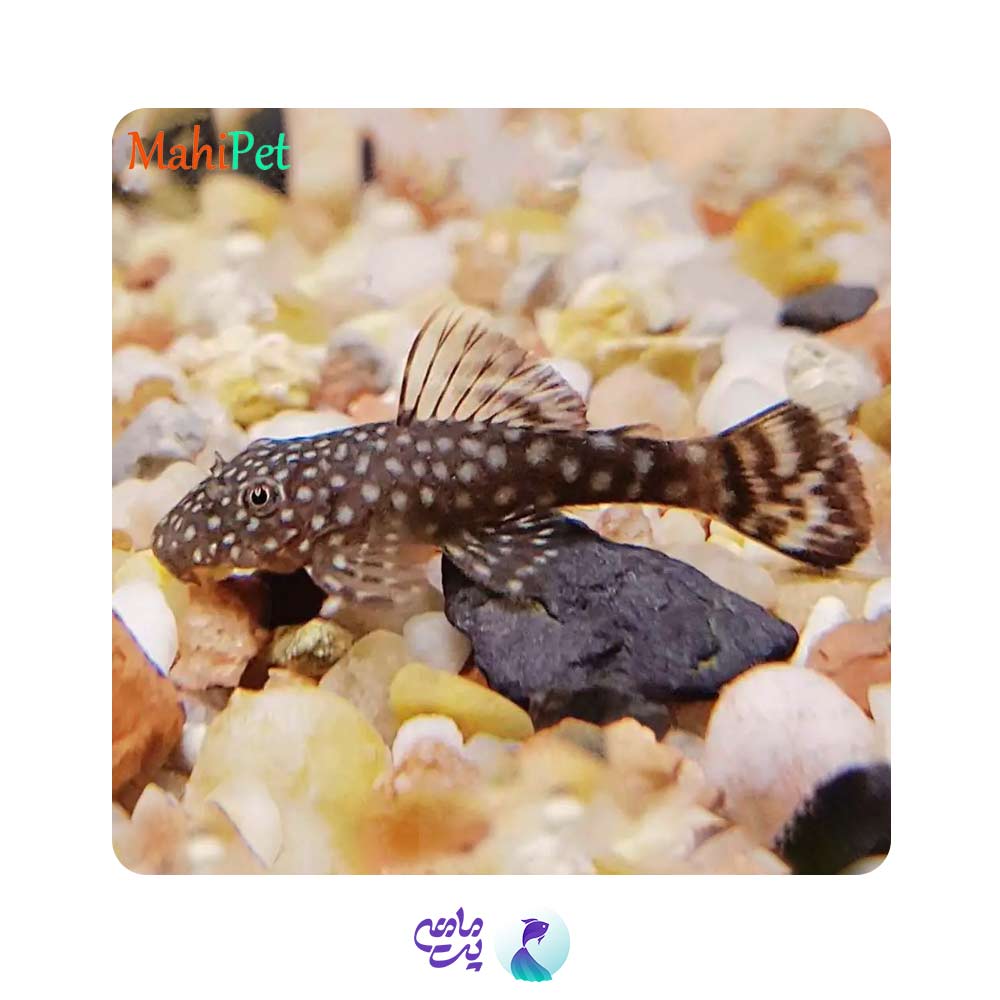 ماهی کت پوزه بوته ای مشکی باله کوتاه 3 تا 5 سانتی متر