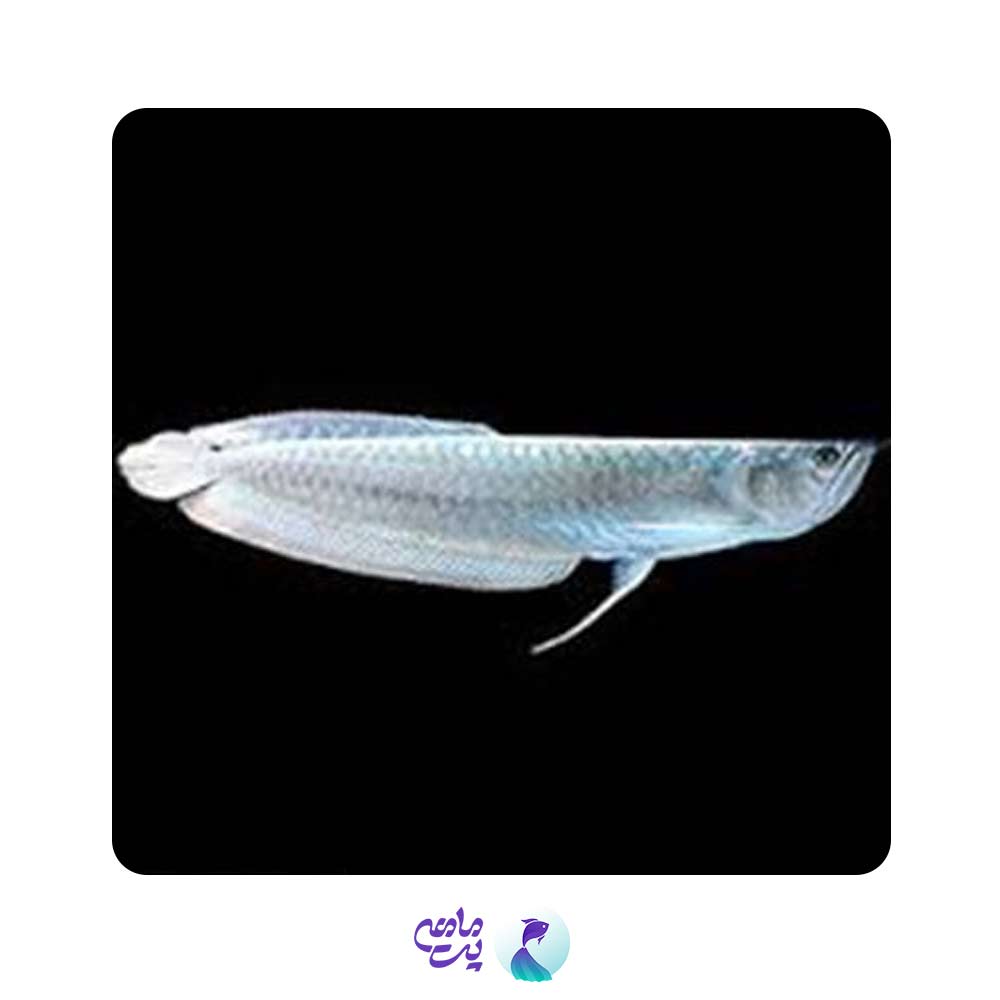 آروانا سیلور 17 تا 20 سانتیمتری
