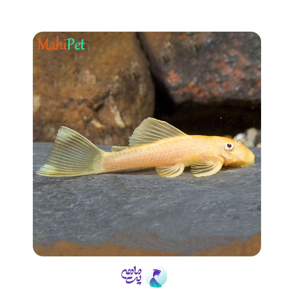 ماهی کت پوزه بوته ای آلبینو باله کوتاه 2 تا 4 سانتی متر