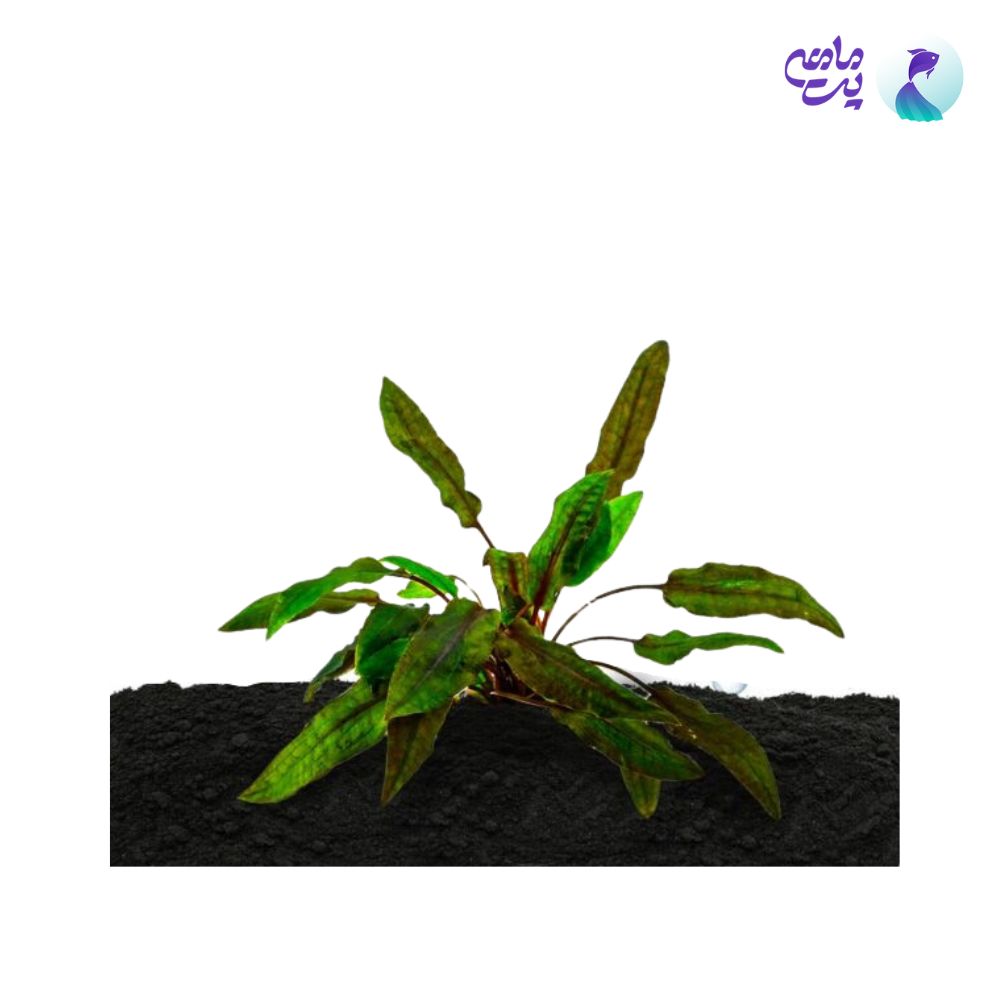 گیاه آکواریومی کریپتوکورین میویا (گلدانی)