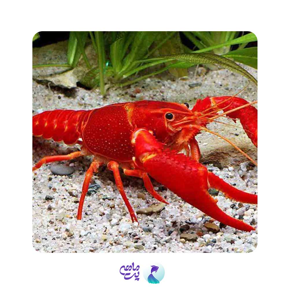 لابستر قرمز 8 تا 10 سانت