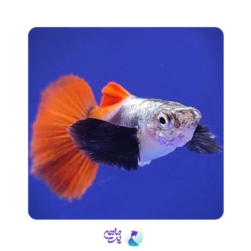 گوپی بیگ ایر دامبو ردتیل گرید AA (جفت)