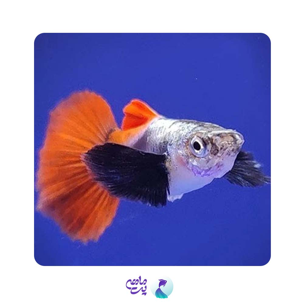 گوپی بیگ ایر دامبو ردتیل گرید AA (جفت)