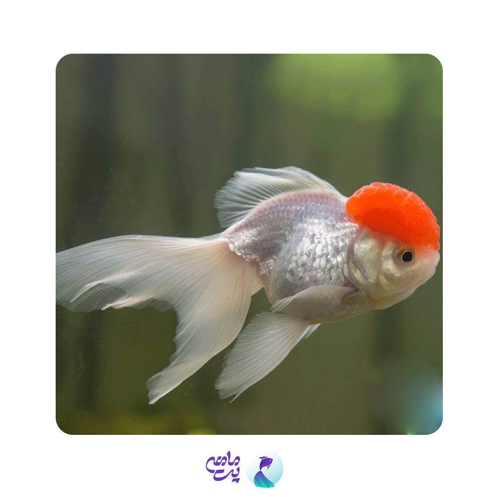 گلدفیش وارداتی ردکپ 10 تا 13 سانتیمتری گرید AA