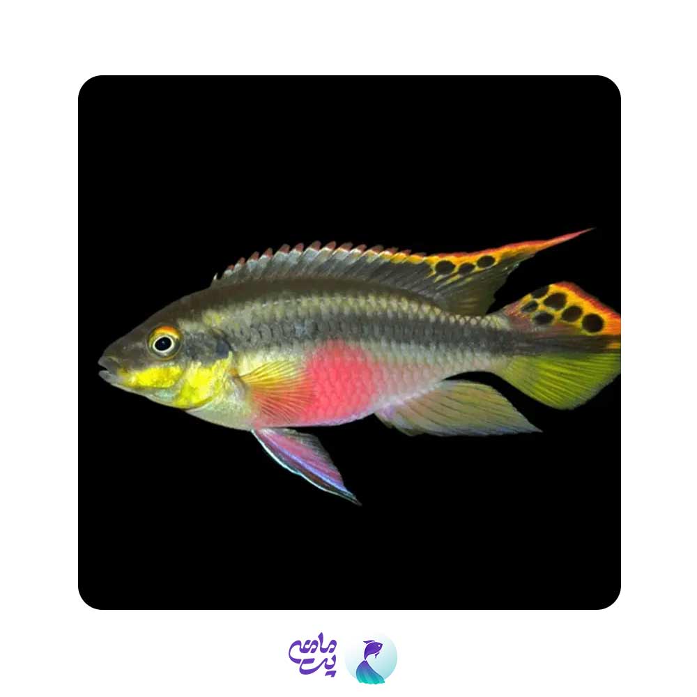 کربنسیس 3 تا 5 CM (کپی)