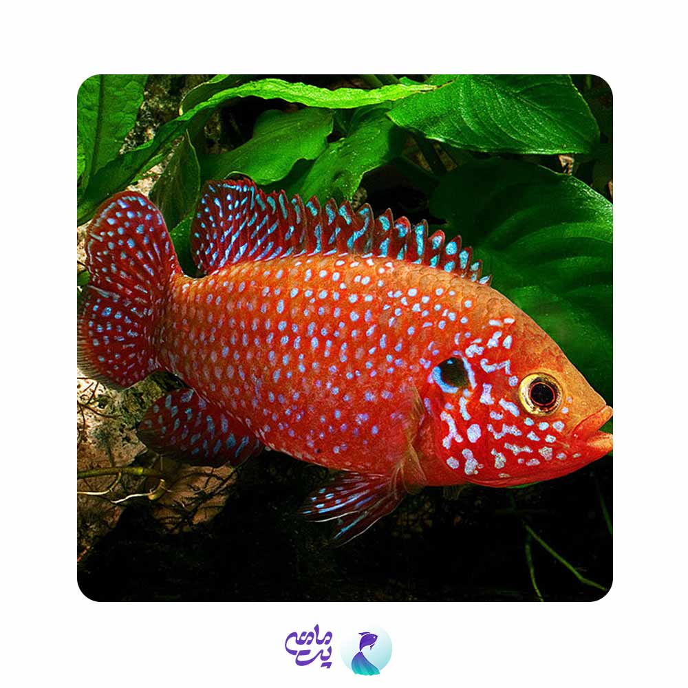 جوئل قرمز 3-5 سانت