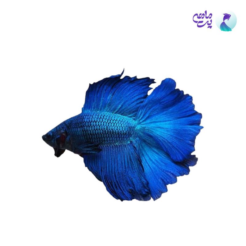 فایتر هافمون آبی