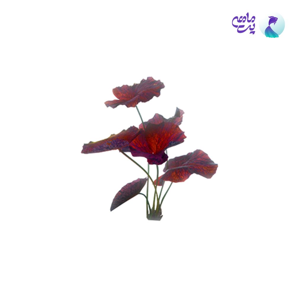 گیاه نیلوفر ببری (متوسط)