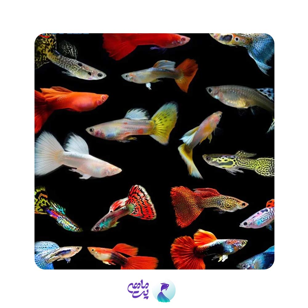 پک ماهی گوپی میکس (20 عددی)