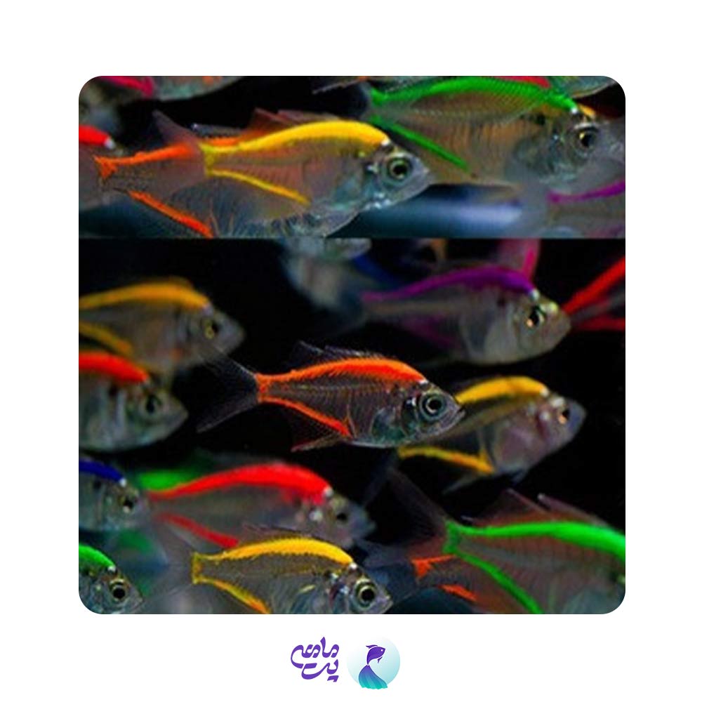 ماهی کالر فیش رنگی 3 تا 5 سانت